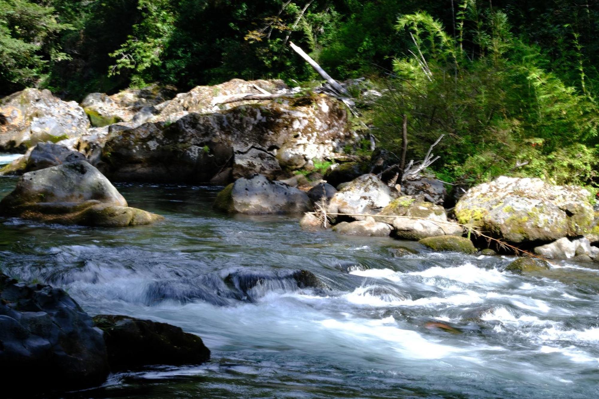 Bosque Rio * Pucón